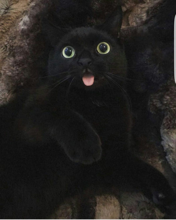 black cat doing a blep face