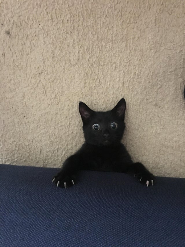 black cat emerges from underneath owner's couch