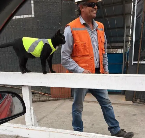 construction workers put a high visibility jacket on this cat