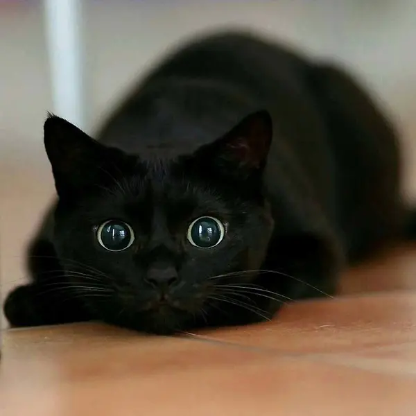 black cat with enlarged pupils