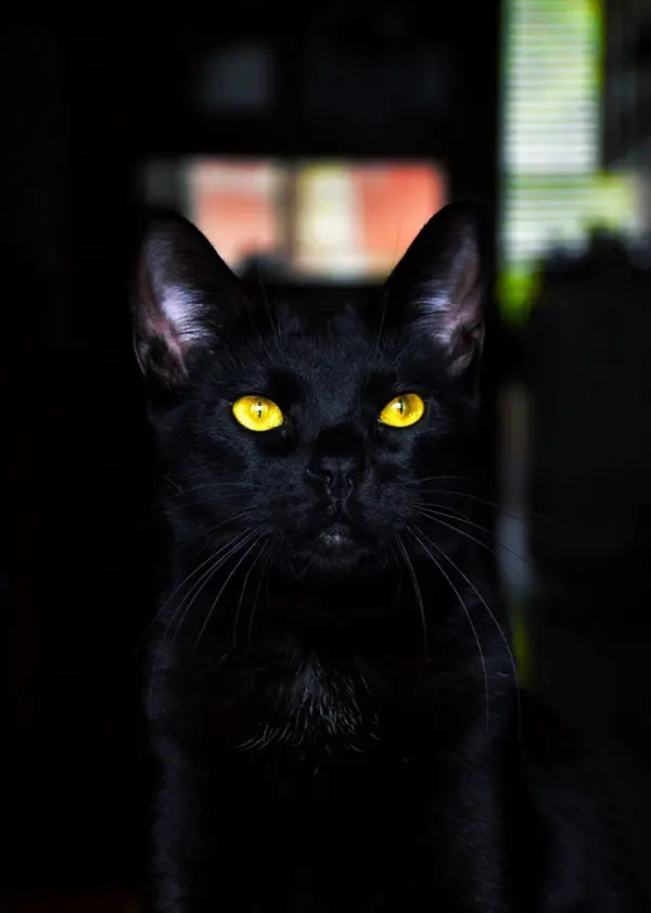golden eyed black cat
