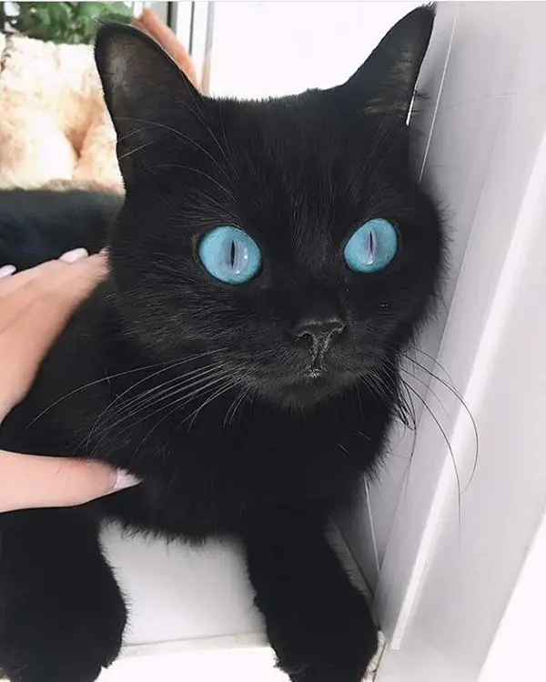 black cat with piercing blue eyes