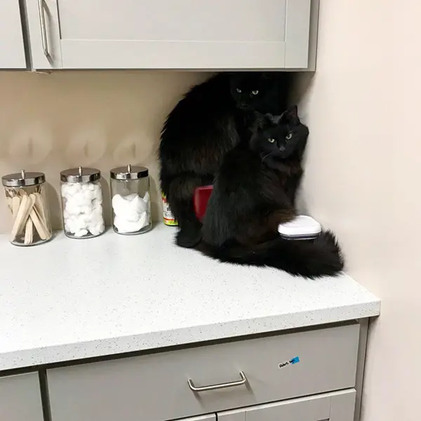 black cats being dramatic at the vet