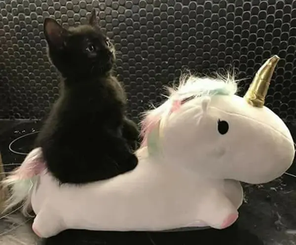 black kitten rides a unicorn