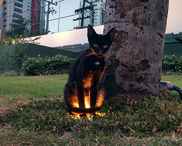 black kitty enjoys sitting on warm ground lighting