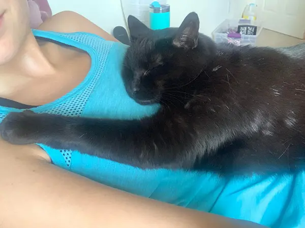 black kitty hugging adoptive owner