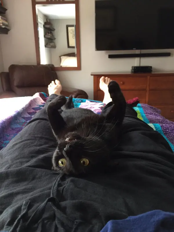 black kitty lays on napping owner