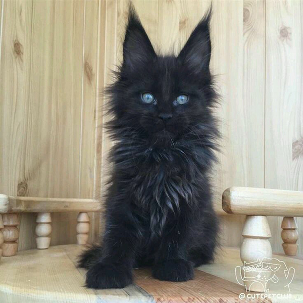 black maine coon