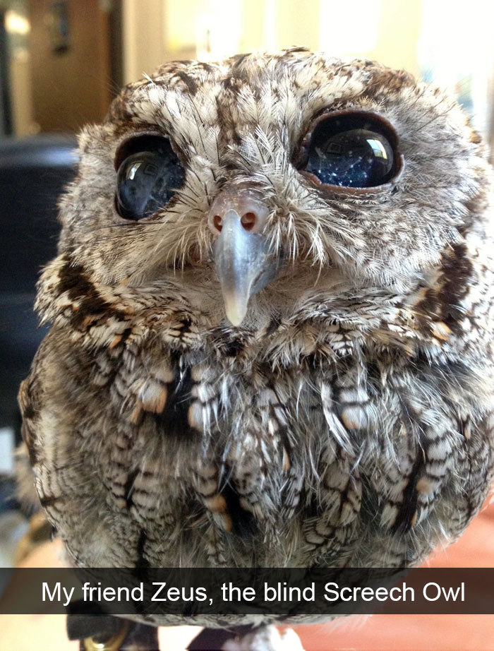 blind screech owl constellation eyes