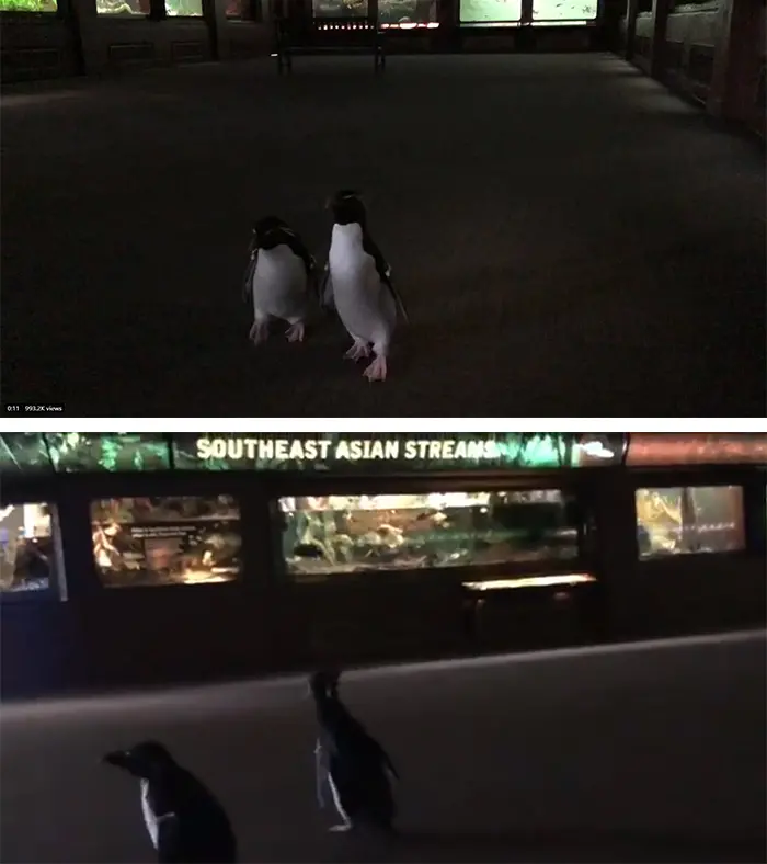 bonded penguins exploring shedd aquarium