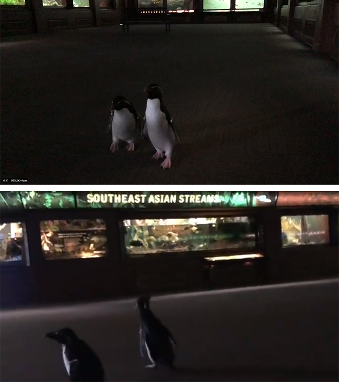 bonded penguins exploring shedd aquarium