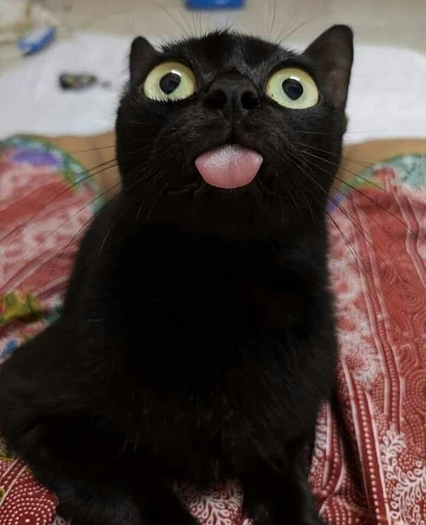 cat doing a blep face