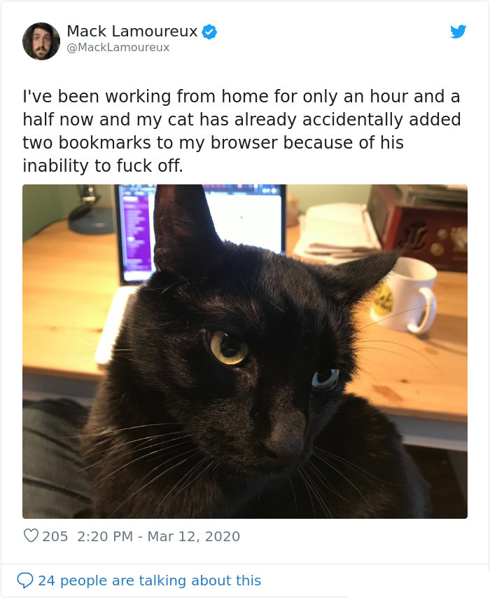 cat invading workspace during quarantine