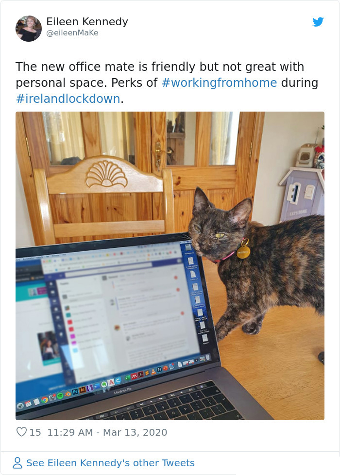 cat invading workspace working from home