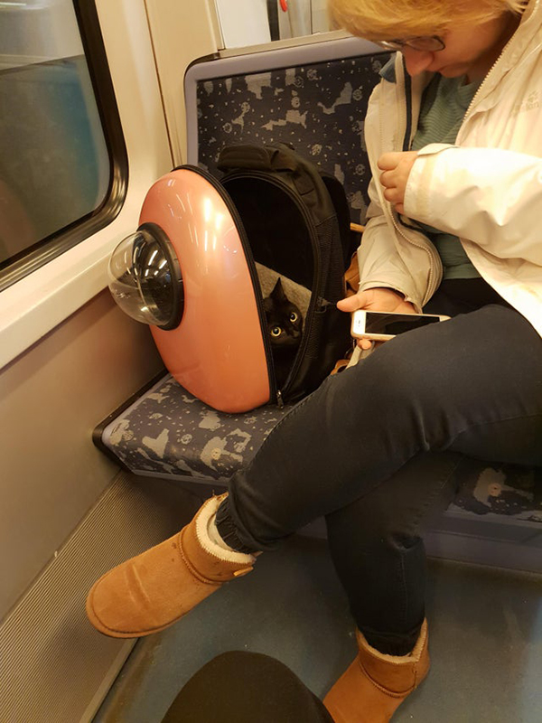 cat peeks from her carrier bag while on the metro