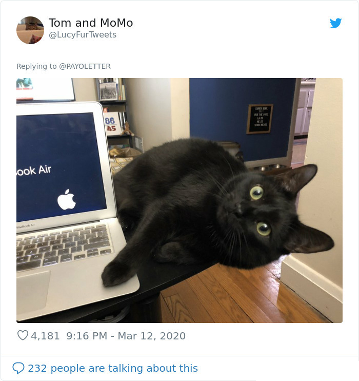 cat sitting beside laptop