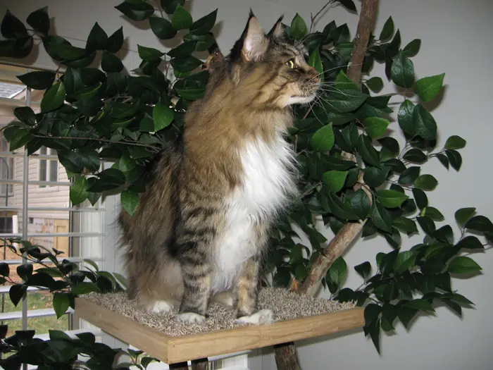 cat sitting pretty on a perch