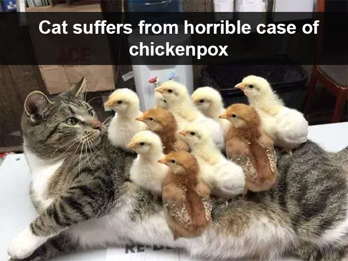 cat suffers from chickenpox