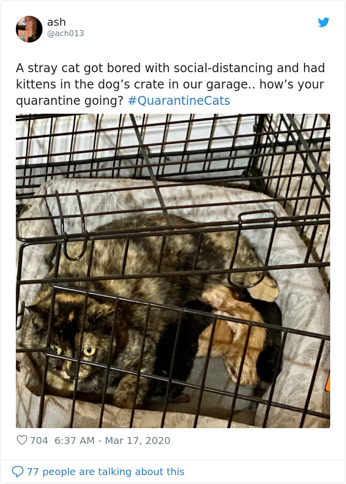 cats in quarantine kittens in dog crate