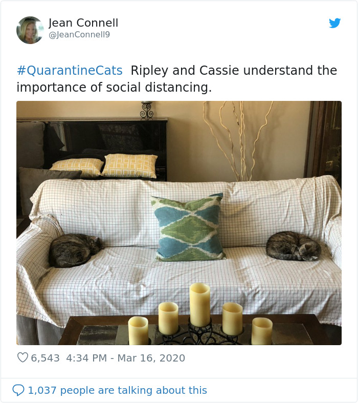 cats in quarantine social distancing
