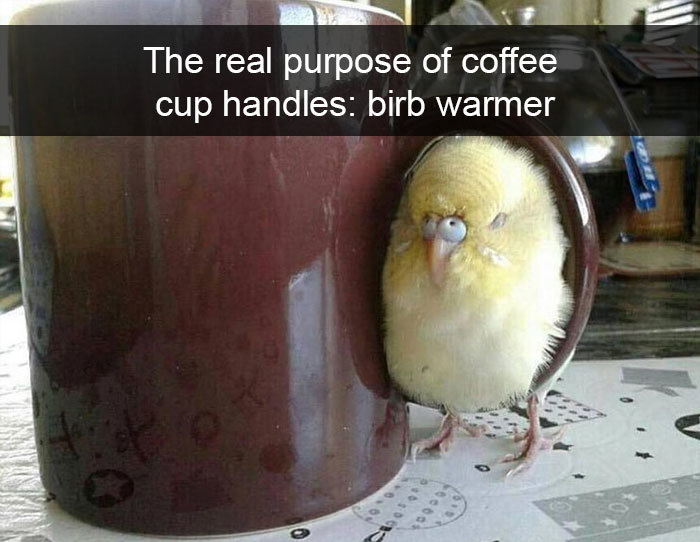 coffee cup handle birb warmer