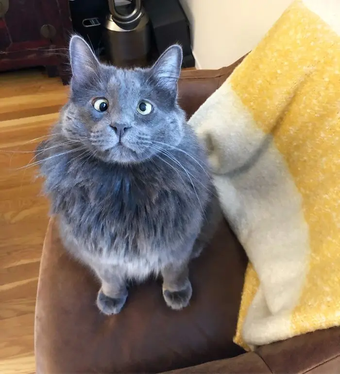 cross-eyed cat confused