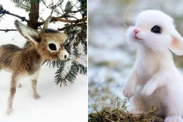 cute wool animals