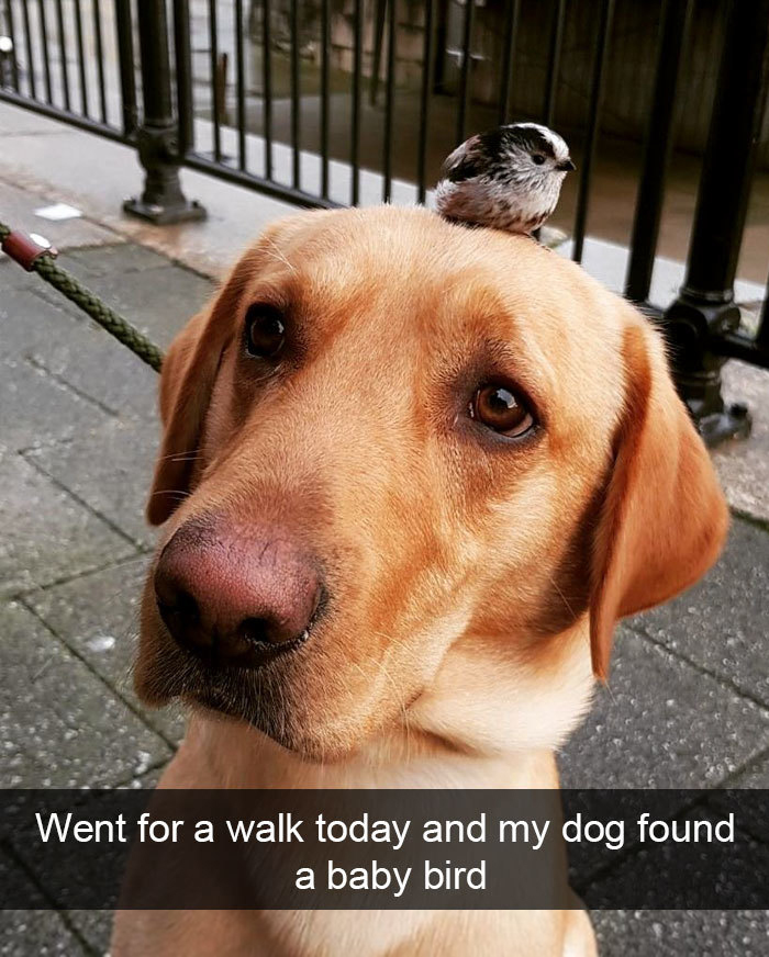 dog found a new friend