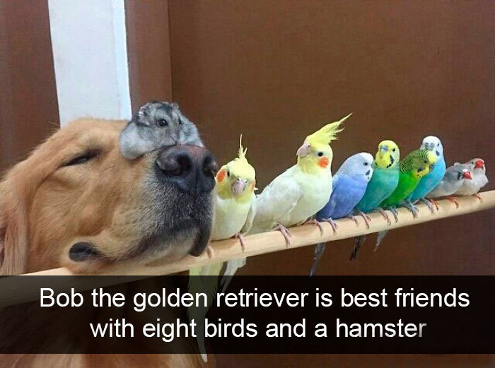 dog hamster eight birds friendship