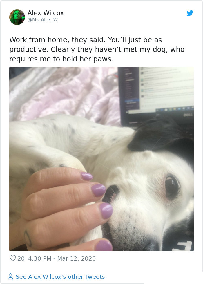 dog loves paw holding working from home