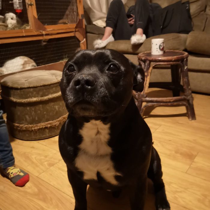 dog's chest has image of cat in mid-sneeze