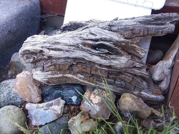 driftwood that looks like a dragon's head