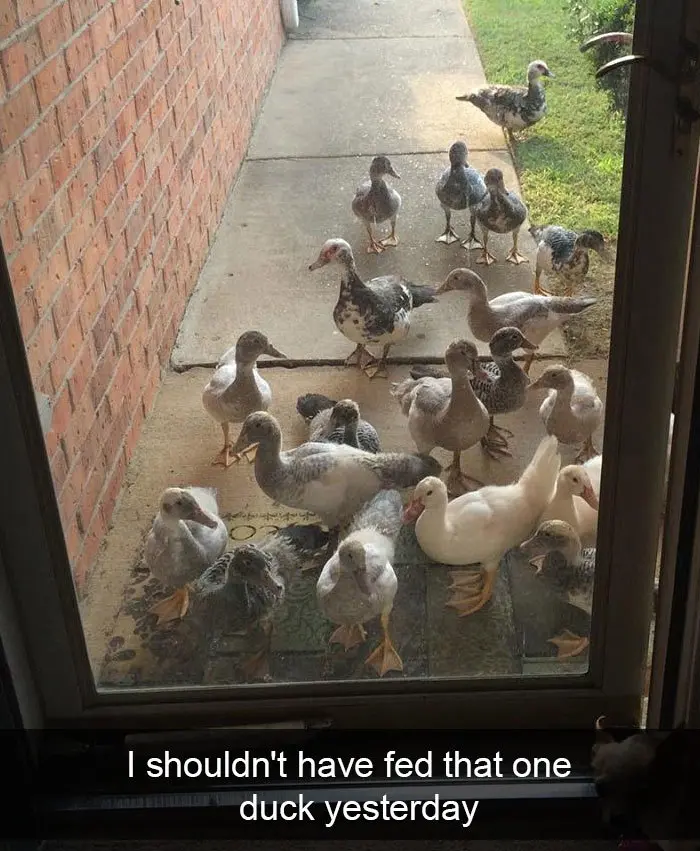 duck feeder has a problem