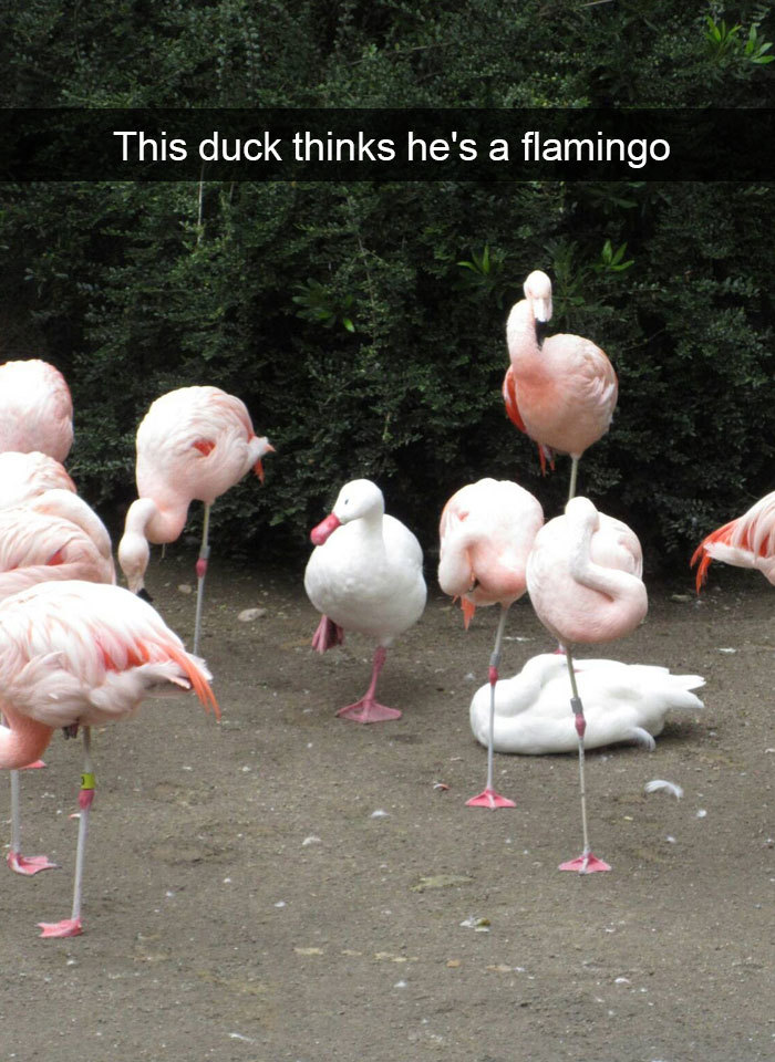 duck thinks he is a flamingo