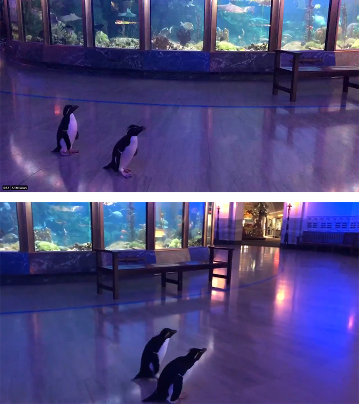 edward and annie the bonded penguins