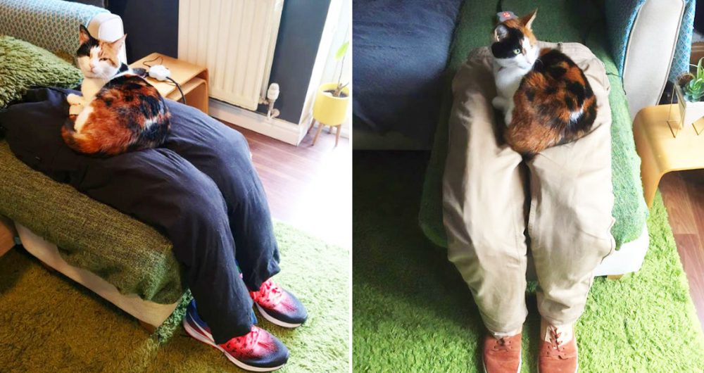 fake human lap for cats
