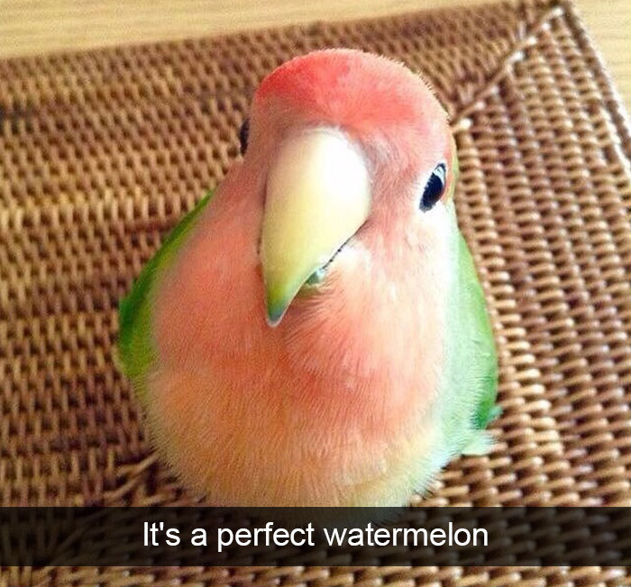 feathered watermelon