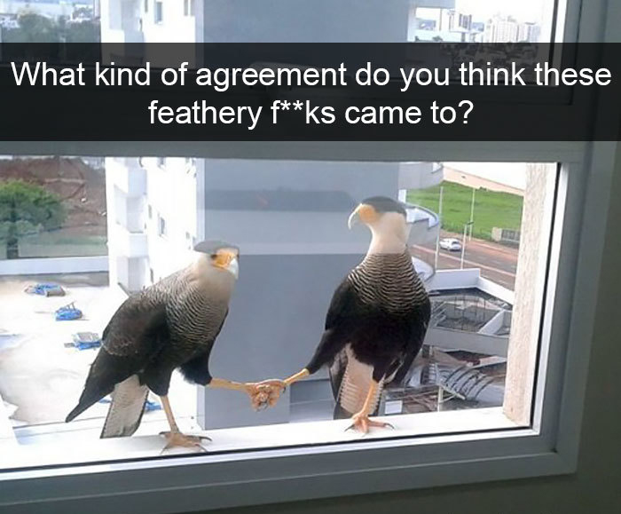 feathery creatures agreement