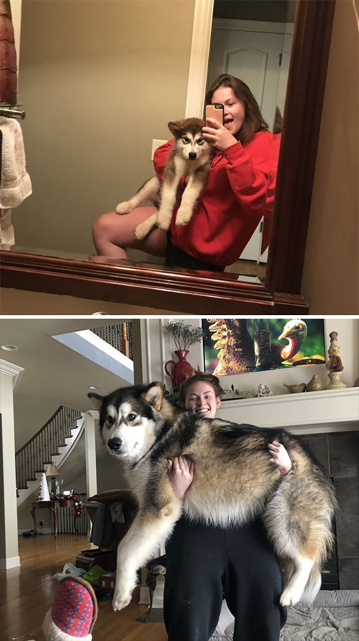fluffy puppy growing up