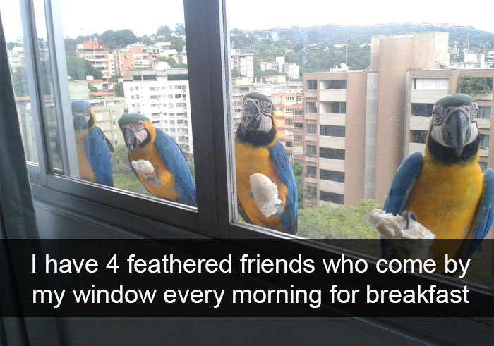 four feathered friends come for breakfast