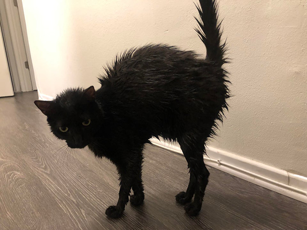 freshly bathed black cat