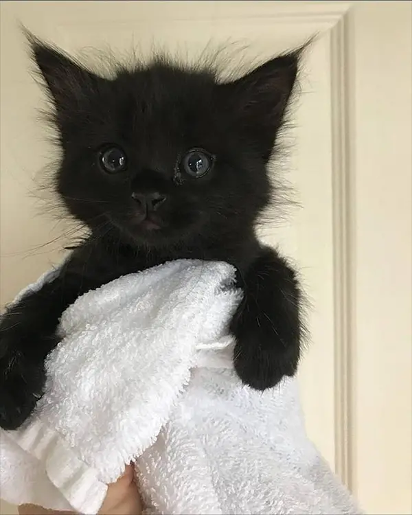 freshly bathed black kitty