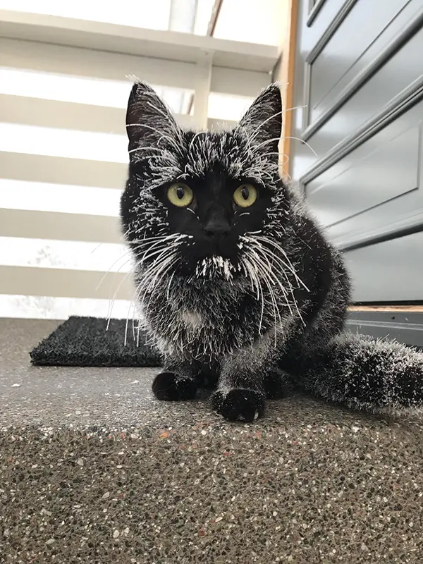 frosted black cat