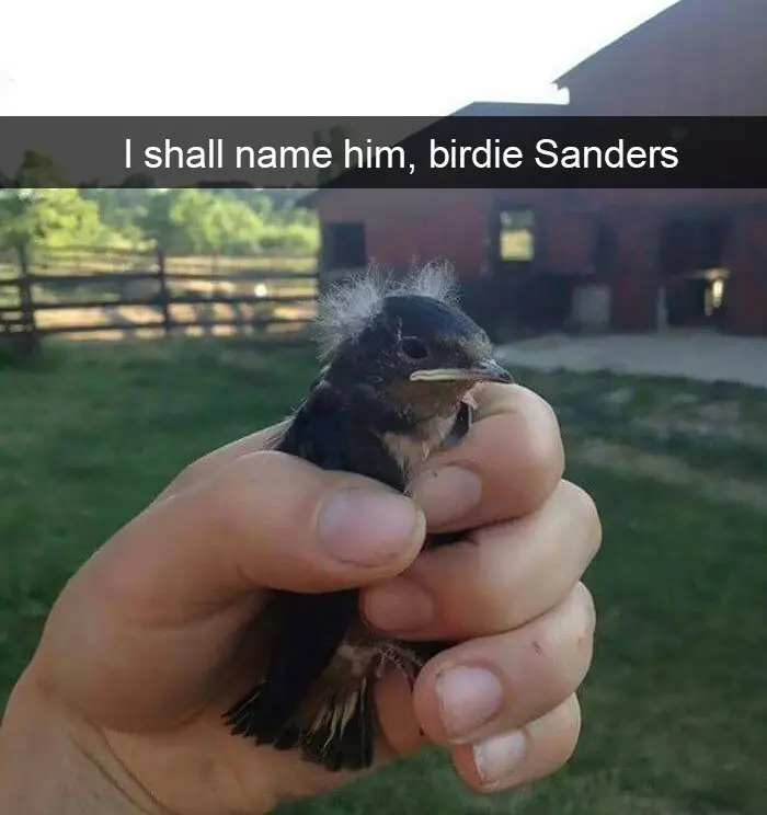 funny bird snapchats birdie sanders