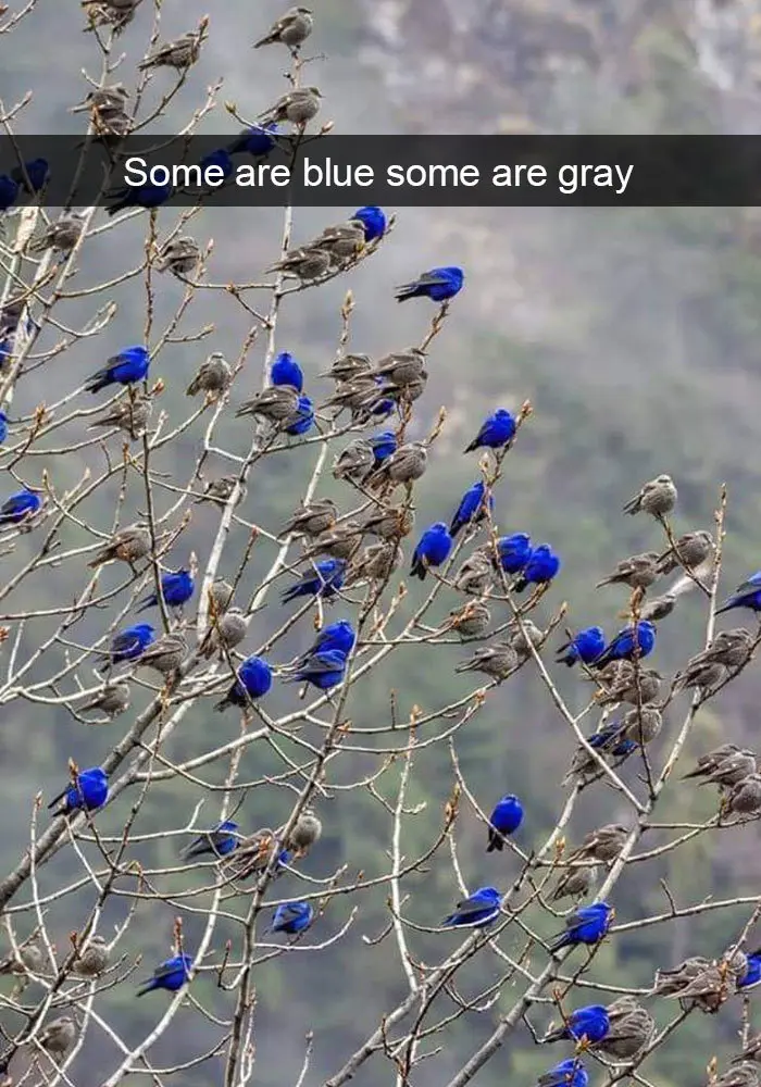 funny bird snapchats blue gray leaves