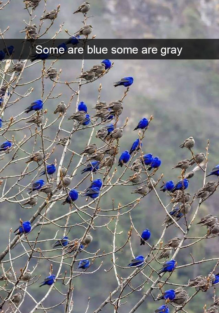 funny bird snapchats blue gray leaves