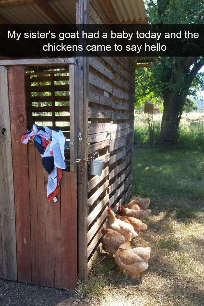 funny bird snapchats chickens visit newborn goat