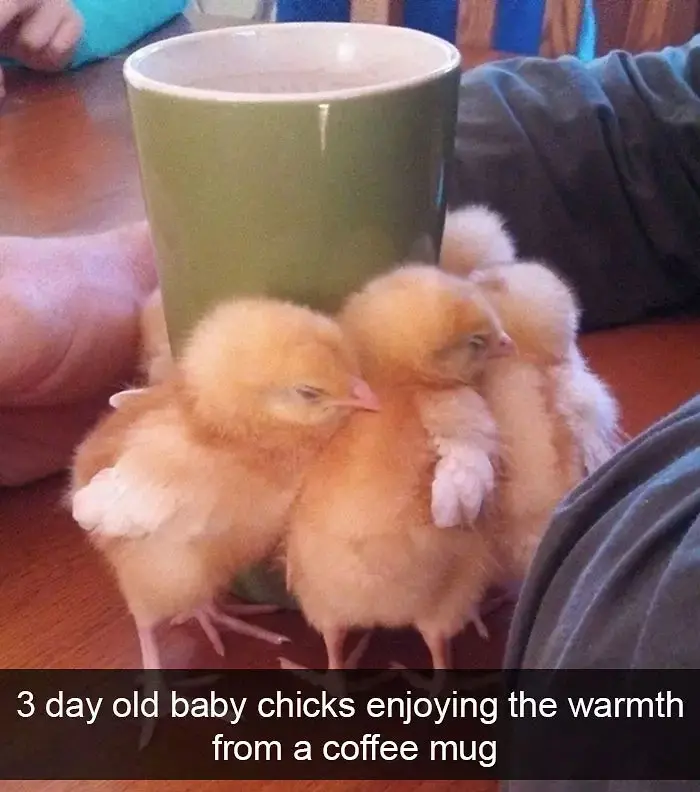 funny bird snapchats chicks warming up