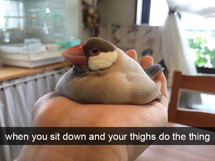 funny bird snapchats fat legs