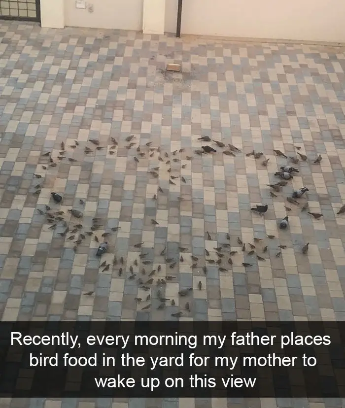 funny bird snapchats heart-shaped formation